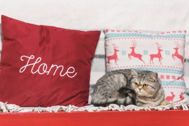 Noel iç. İngiliz kedi kırmızı bir bankta yatıyor. Beyaz battaniye. Geyik ile yastık. Evcil hayvan dinleniyor. Kırmızı yastık.