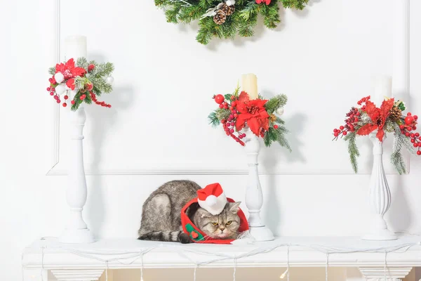 British cat in a small hat Santa Claus. Christmas interior. Candles decorated with fir branches. Artificial flowers poinsettia. The cat with the red scarf. Christmas wreath on the wall.