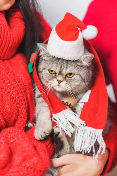 赤いセーターを持って猫を飼っている女の子 小さな帽子のサンタクロースでイギリスの猫 クリスマスのインテリア 赤いスカーフのペット黄色い目ウールニットセーター — ストック写真