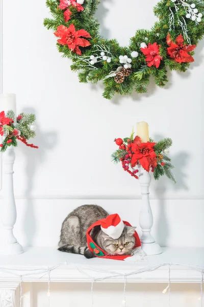British cat in a small hat Santa Claus. Christmas interior. Candles decorated with fir branches. Artificial flowers poinsettia. The cat with the red scarf. Christmas wreath on the wall.