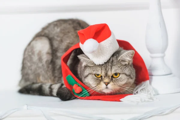 暖炉の上の棚 小さな帽子のサンタクロースでイギリスの猫 クリスマスのインテリア モミの枝で飾られたキャンドル 人工花ポインセチア赤いスカーフの猫 — ストック写真