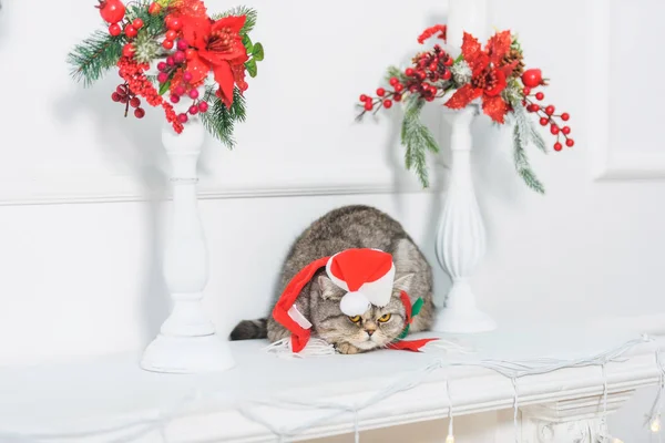 Полку Над Каміном Британський Кіт Маленькій Капелюсі Санта Клауса Різдвяний — стокове фото