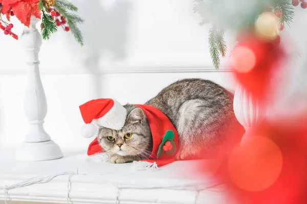 壁炉上方的架子 英国猫戴着小帽子圣诞老人 圣诞节的内饰 蜡烛装饰与冷杉分枝 人造花一品红 戴着红围巾的猫 — 图库照片