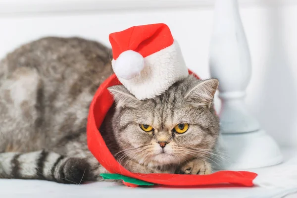 暖炉の上の棚 小さな帽子のサンタクロースでイギリスの猫 クリスマスのインテリア モミの枝で飾られたキャンドル 人工花ポインセチア赤いスカーフの猫 — ストック写真