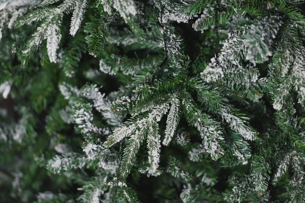 圣诞树 装饰针叶树植物 云杉分枝与人工雪 黑色花环 圣诞节内饰 — 图库照片