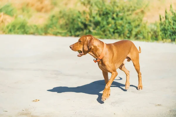 Cão Cor Castanha Árvore Verde Cão Corre Natureza Passeie Amigo — Fotografia de Stock