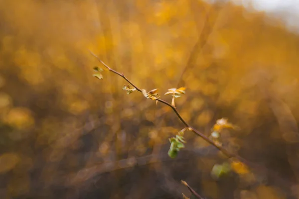 Piante Natura Foglie Gialle Sui Rami Alberi Tipo Artigianale Passeggiata — Foto Stock