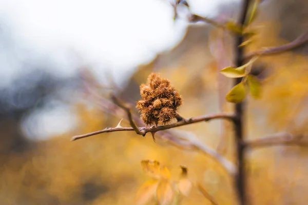 Plants Nature Yellow Leaves Branches Trees Handicraft Type Nature Walk — Stock Photo, Image