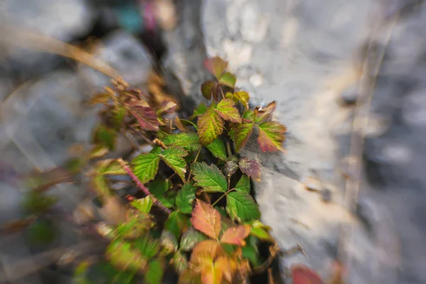 大きな岩と岩 緑の葉の植物は石の間に成長します 山の中を散歩する — ストック写真