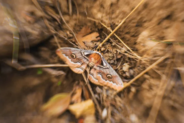 飞蛾浅棕色 有两对翅膀的昆虫 地球上的蝴蝶 干燥的粘土 画在蝴蝶的翅膀上 甲壳素盖 毛绒绒的飞蛾的头 — 图库照片