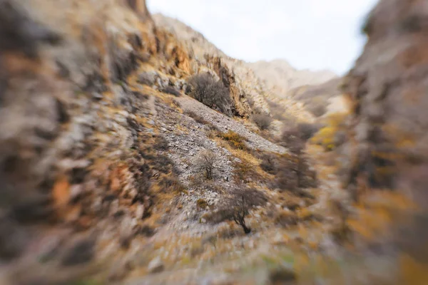 Dağlık Alan Kayalık Yamaç Kayalar Üzerinde Renkli Yosun Çalı Tipi — Stok fotoğraf