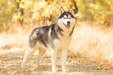 Yellow dry leaves on the ground. Husky black and white color. The dog stands on the path. Brown eye. Walk with husky in the Park. Sunny weather.