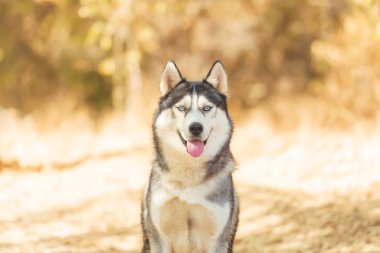 Husky siyah beyaz renk. Mavi göz. Parkta bir köpekle yürü. Güneşli hava. Husky portre fotoğrafı. Hayvan kuru otların üzerinde oturur..