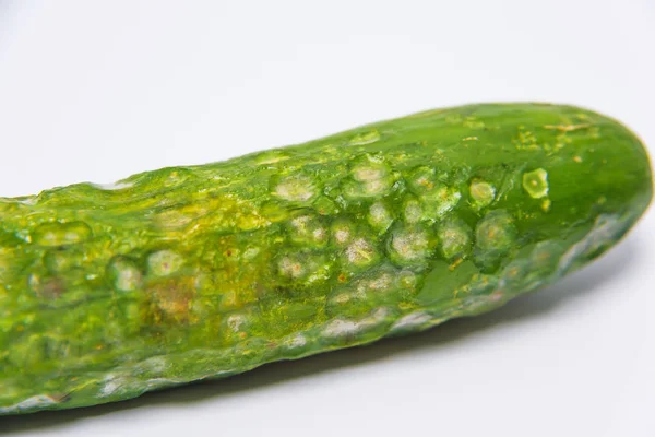 黄瓜病 用白色背景上的霉菌处理的黄瓜 农业中的生态威胁 蔬菜储存不当 — 图库照片