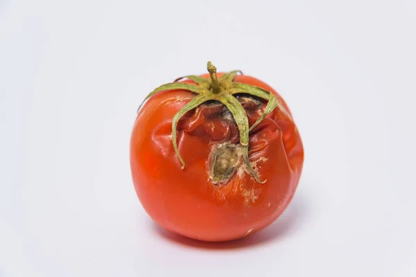 Malattie Pomodori Pomodoro Viziato Con Muffa Sfondo Bianco Minaccia Ecologica — Foto Stock