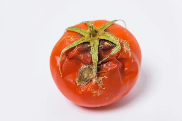 Malattie Pomodori Pomodoro Viziato Con Muffa Sfondo Bianco Minaccia Ecologica — Foto Stock