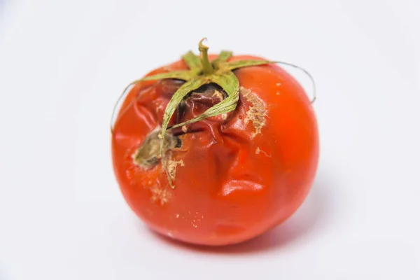 Malattie Pomodori Pomodoro Viziato Con Muffa Sfondo Bianco Minaccia Ecologica — Foto Stock