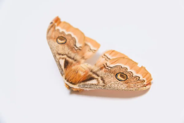 Couleur Clair Teigne Insecte Avec Deux Paires Ailes Papillon Sur — Photo