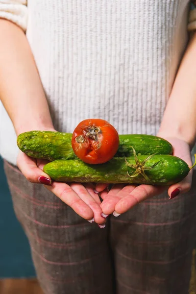 Diseases of cucumbers and tomatoes. Spoiled cucumber and tomato with mold in the hands. Ecological threat in agriculture. Improper storage of vegetables. Spoiled food.