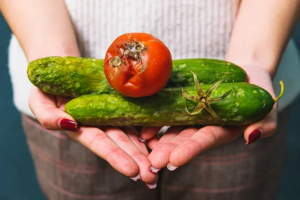 Diseases Cucumbers Tomatoes Spoiled Cucumber Tomato Mold Hands Ecological Threat — Stock Photo, Image