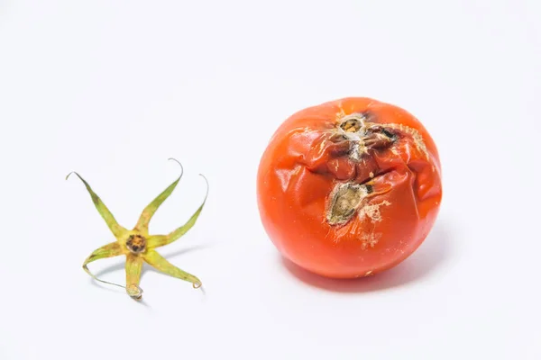 Chemical Additives Plants Pesticide Treatment Diseases Tomatoes Corroded Tomato Mold — Stock Photo, Image