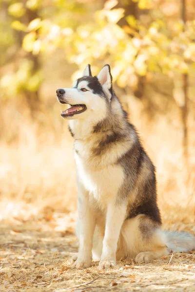 Yellow Dry Leaves Ground Husky Black White Color Dog Sits — Stockfoto