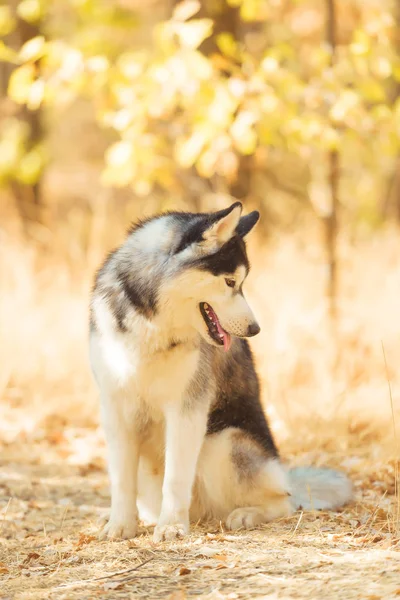 Žluté Suché Listy Zemi Husky Černá Bílá Barva Pes Sedí — Stock fotografie