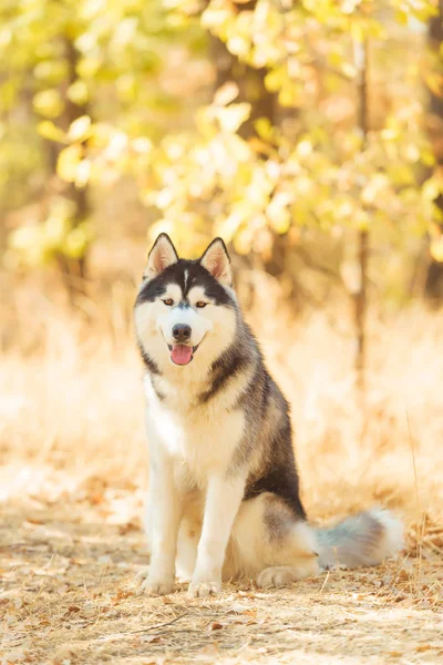 Yellow Dry Leaves Ground Husky Black White Color Dog Sits — Stockfoto