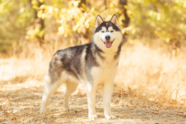 Yellow Dry Leaves Ground Husky Black White Color Dog Stands — Stock Photo, Image