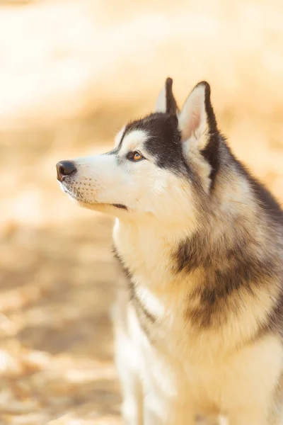 Huskyho Černobílá Barva Hnědé Oko Jděte Psem Parku Slunečné Počasí — Stock fotografie