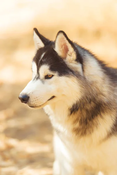 Чорно Білий Колір Коричневе Око Прогулянка Собакою Парку Сонячна Погода — стокове фото