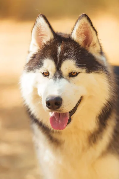 赫斯基黑白相间 棕色的眼睛在公园里和狗一起散步 阳光明媚的天气 哈斯基的肖像照片 动物正在休息 — 图库照片