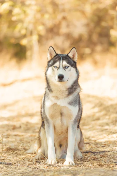 Husky Fekete Fehér Színű Kék Szem Sétálj Egy Kutyával Parkban — Stock Fotó