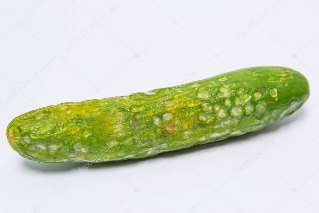 Diseases of cucumbers. Spoiled cucumber with mold on a white background. Ecological threat in agriculture. Improper storage of vegetables.