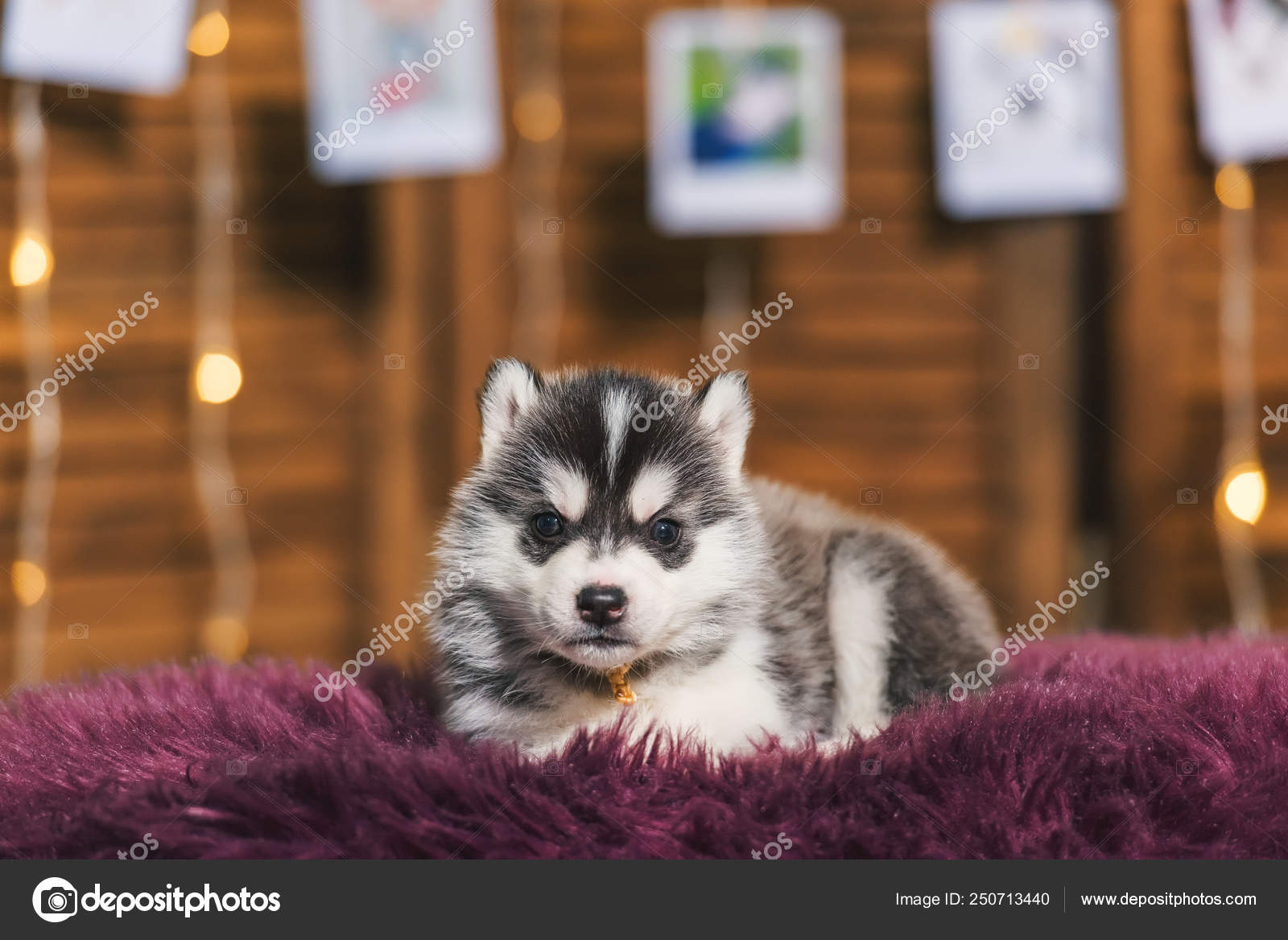 Chiot Husky Couleur Noire Blanche Ecran Bois Photo Portrait Chien Image Libre De Droit Par Kinderkz C