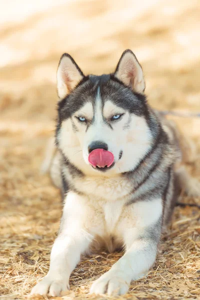 Husky Svart Och Vit Färg Blått Öga Med Hund Parken — Stockfoto