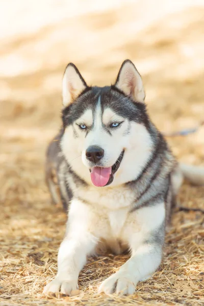 Ασπρόμαυρο Χρώμα Μπλε Μάτι Περπατήστε Ένα Σκυλί Στο Πάρκο Ηλιόλουστος — Φωτογραφία Αρχείου