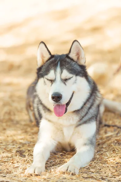 Чорно Білий Колір Блакитне Око Прогулянка Собакою Парку Сонячна Погода — стокове фото