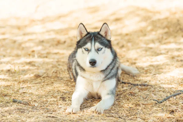 Husky Svart Och Vit Färg Blått Öga Med Hund Parken — Stockfoto