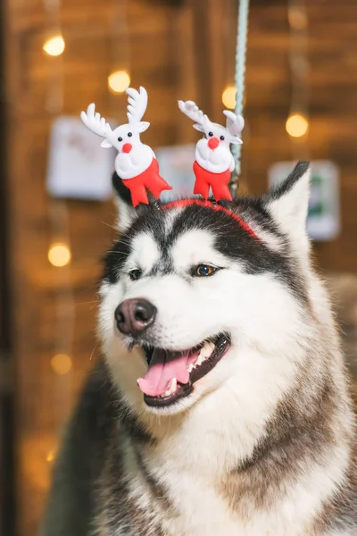 ハスキー黒と白の色 木製の画面 ハスキー犬の肖像写真 輝く花輪 写真はロープに掛けられています クリスマスのヘッドバンドを持つ犬 茶色の目 — ストック写真