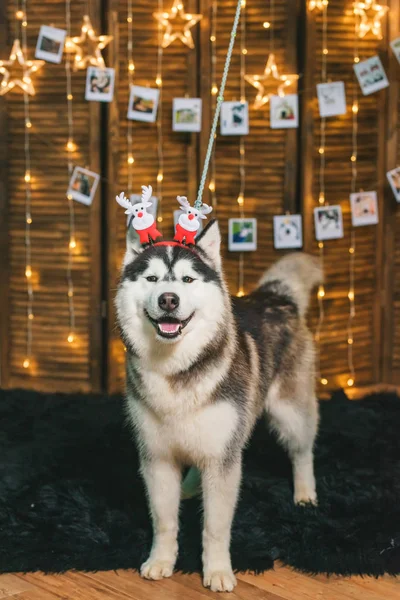 ハスキー黒と白の色 木製の画面 黒い毛布の上に座っているハスキー犬 輝く花輪 写真はロープに掛けられています クリスマスのヘッドバンドを持つ犬 茶色の目 — ストック写真