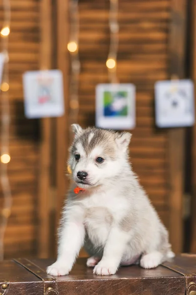 小狗哈士奇浅棕色 木制屏幕 沙壳狗的肖像照片 发光的花环 照片挂在绳子上 坐在木制箱子上的狗 — 图库照片