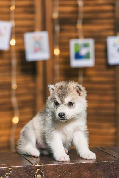 Puppy Husky açık kahverengi renk. Ahşap ekran. Husky köpek portre fotoğrafı. Parlayan çelenk. Fotoğraflar halatlar üzerinde asılı. Ağaç göğsünde oturan köpek.