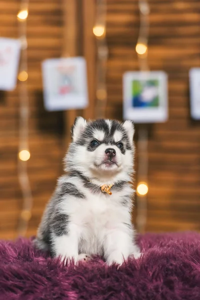 Puppy Husky Siyah Beyaz Renk Ahşap Ekran Husky Köpek Portre — Stok fotoğraf