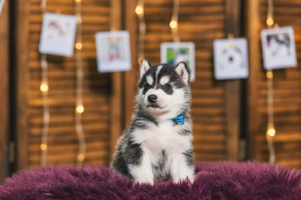 Černobílá Barva Štěňat Dřevěná Obrazovka Portrétní Fotka Huskyho Psa Zářící — Stock fotografie