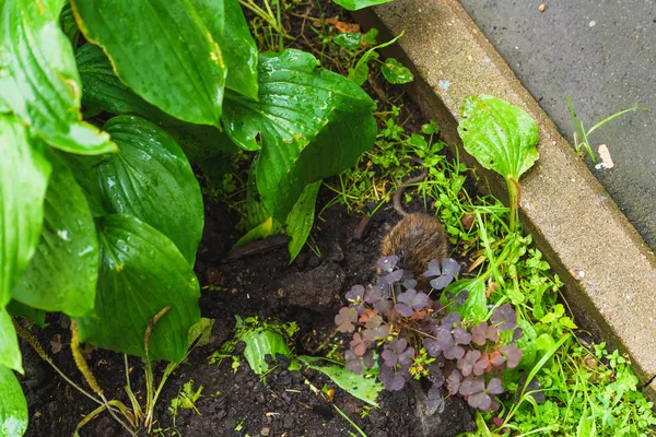 Szczur Wędrowny Kopania Ziemi Ogród Deszczu Szczur Tle Mokrej Rośliny — Zdjęcie stockowe