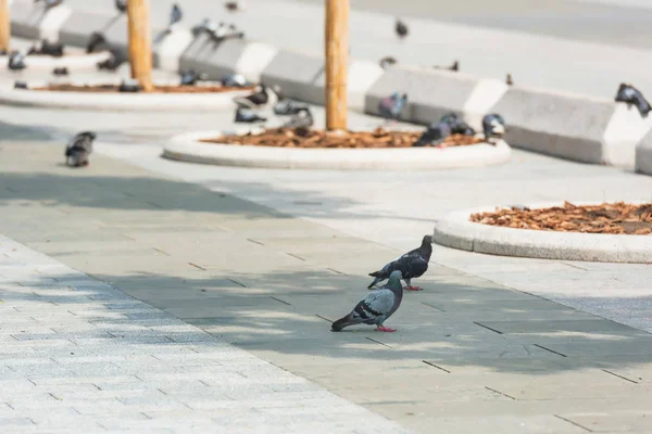 Pombos Cinzentos Caminham Calçada Beco Coberto Com Lajes Pavimentação Cinza — Fotografia de Stock