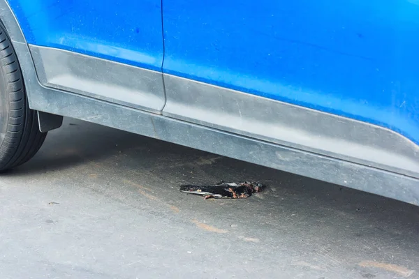 A dead bird lies under a blue car. The bird was crushed by a car. Transport blue.