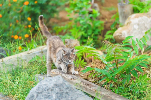 Homeless cat on the street. Cat sharpens claws. Pet favorite for a walk. Fluffy cat in the garden.