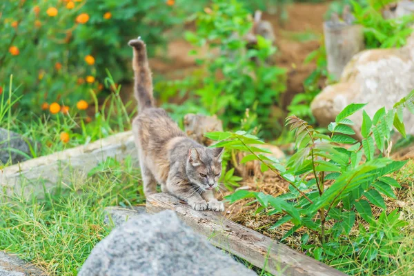 Homeless Cat Street Cat Sharpens Claws Pet Favorite Walk Fluffy — Stock Photo, Image